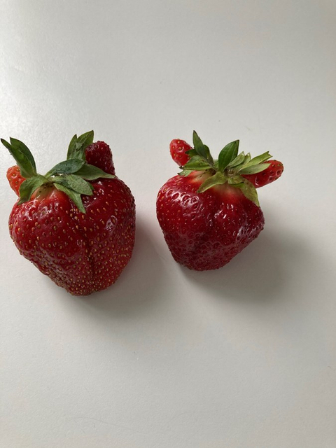 Fraises avec oreilles