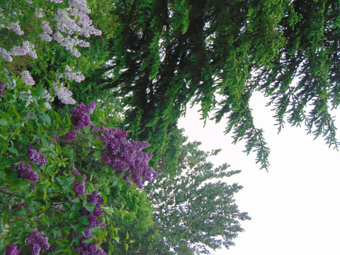 Le temps des lilas