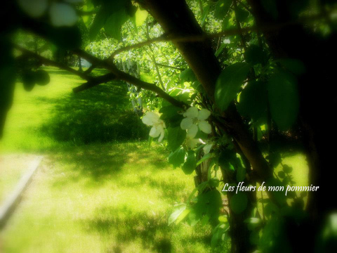 Fleurs de pommier