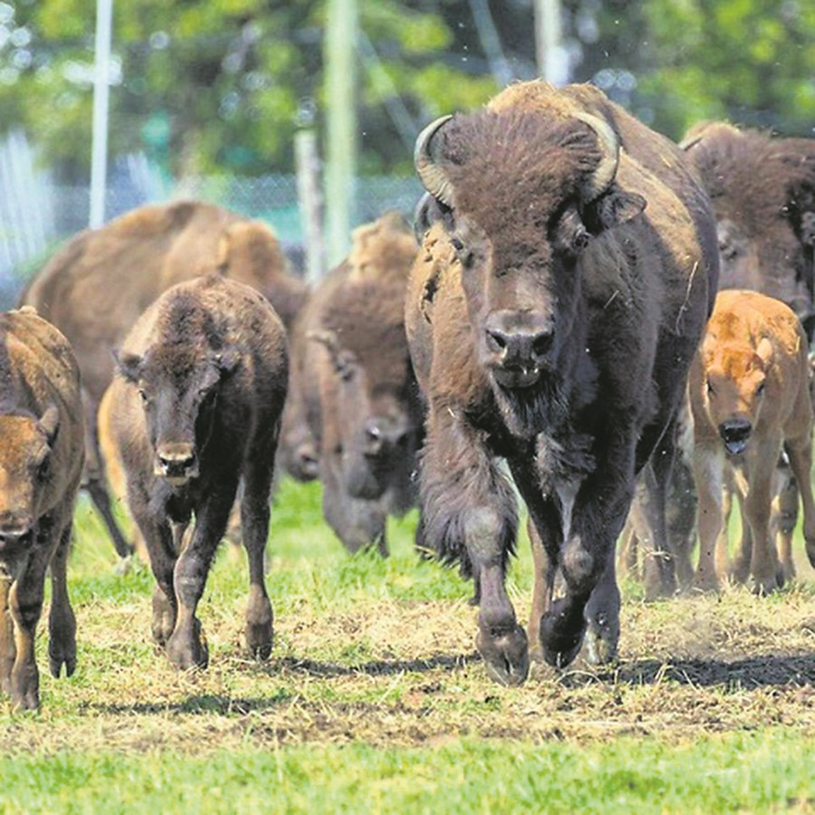 Souper et soirée bénéfice du Bison en fête