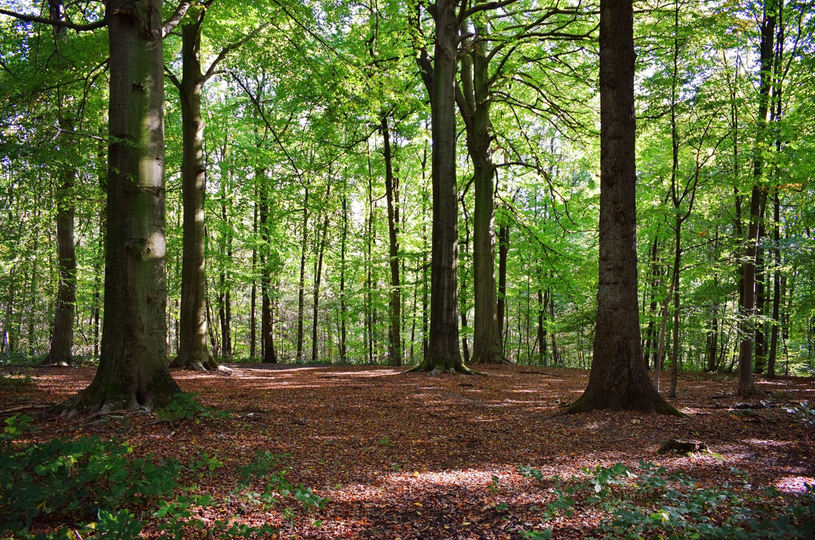 Le milieu agricole demande aux maires de suspendre l’adoption d’un règlement sur l’abattage d’arbre