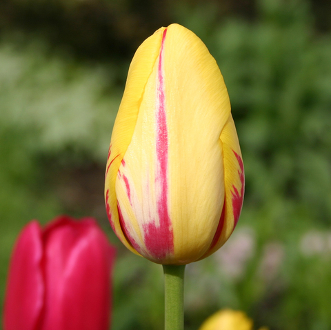 Fleur du printemps