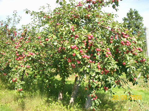Pommes en abondance au Verger à Ti-Paul