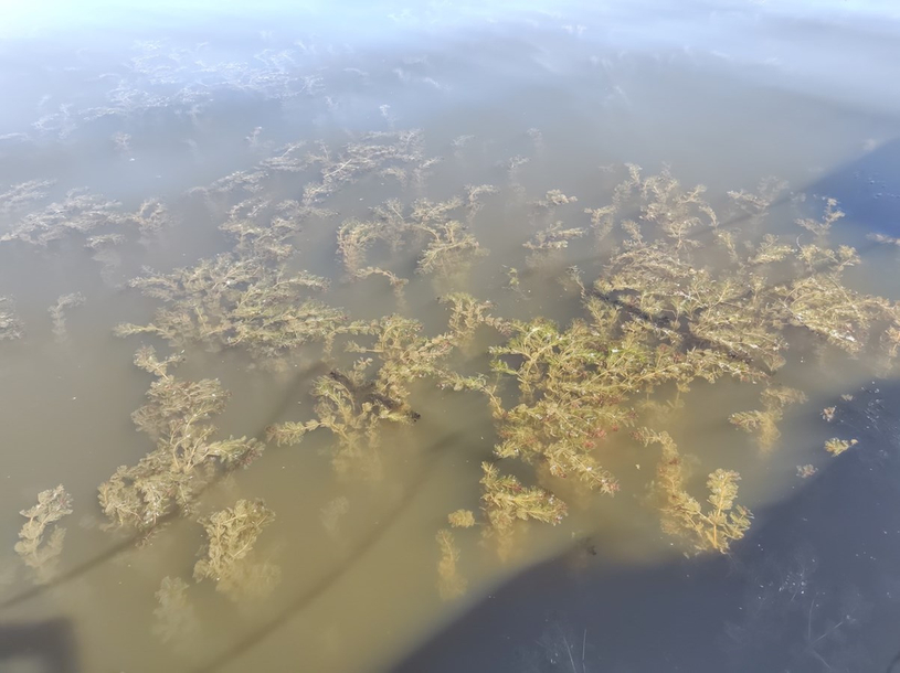 Des actions concrètes pour contrôler le myriophylle à épis dans le lac Trois-Lacs