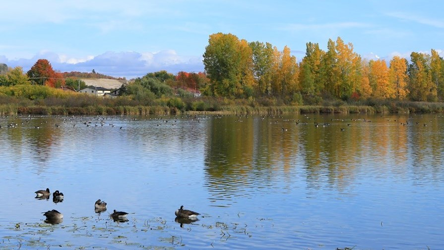 L’Étang Burbank accueille la 19e édition du festival des oiseaux migrateurs