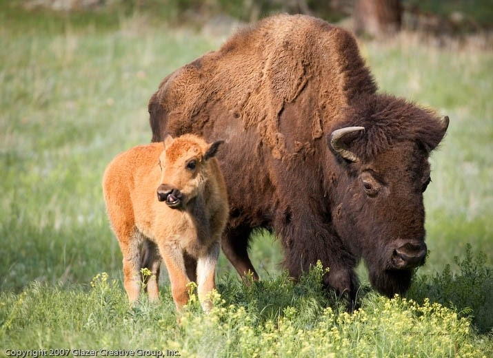 Bison en fête et soirée des ligues de balle
