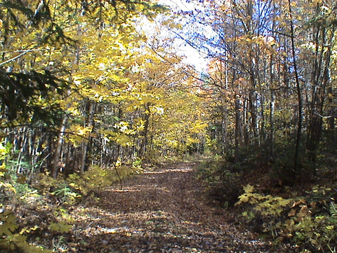 Chemin d'Automne