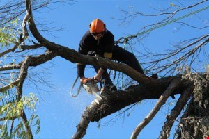  Hydro-Québec procèdera à l’élagage des arbres dans le secteur de Valcourt