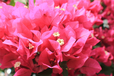 Bougainvillier