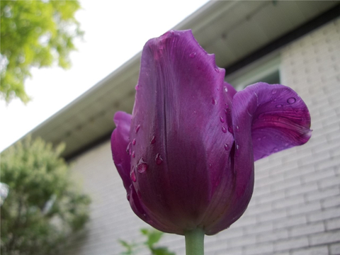 TULIPE
