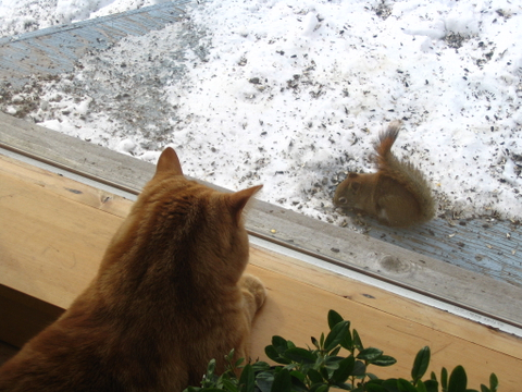 Le chat et l'écureuil