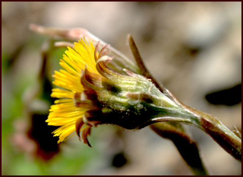 première couleur du printemps