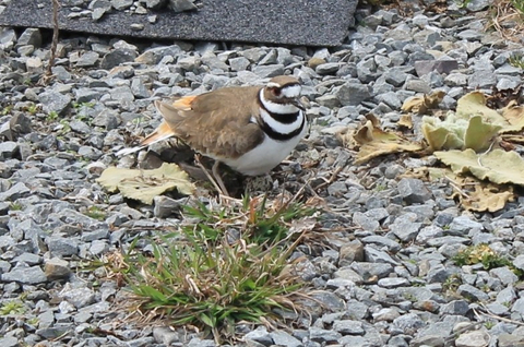 petit oiseau 