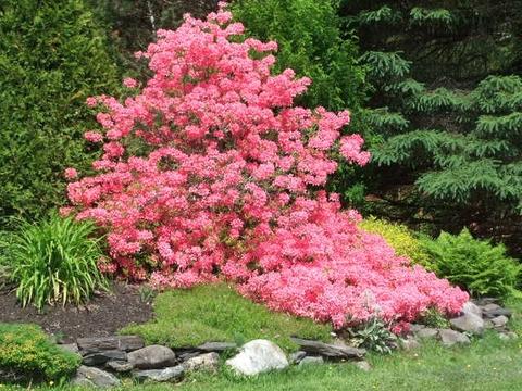 les fleurs du voisin